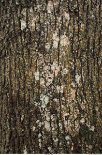 tree bark 0002